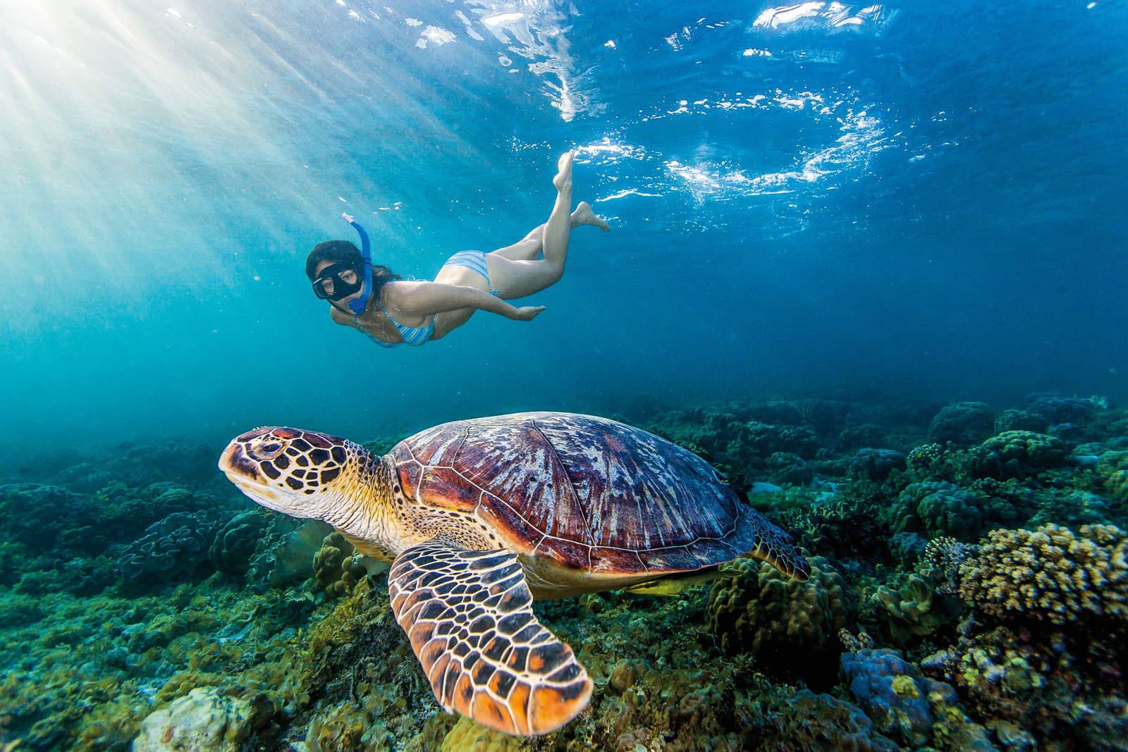 Young woman swimming with rare green sea turtle (Chelonia Mydas), Moalboal, Cebu, Philippines