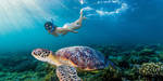 Young woman swimming with rare green sea turtle (Chelonia Mydas), Moalboal, Cebu, Philippines