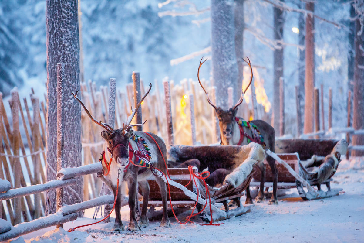 Reindeer with sledge in winter forest in Rovaniemi, Lapland, Finland