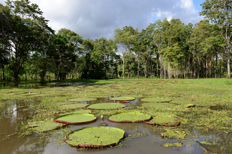 Amazonas6_01