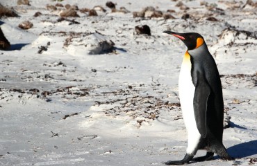 Antarktis_Kreuzfahrt_Bremen_Volunteer_Beach_Pinguin_unterwegs_pushreset