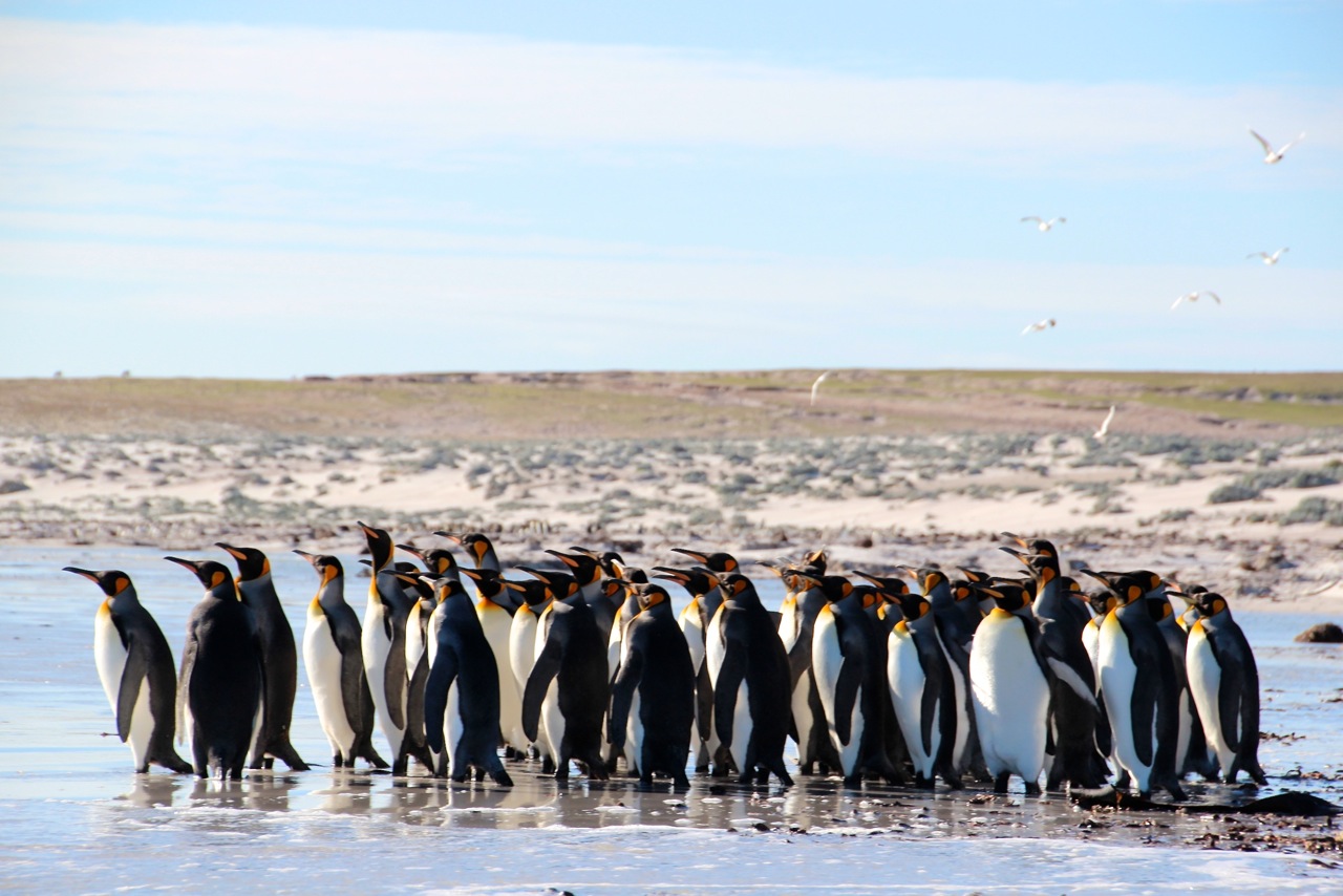 Antarktis_Kreuzfahrt_Bremen_Volunteer_Beach_Pinguine_Gruppe_pushreset