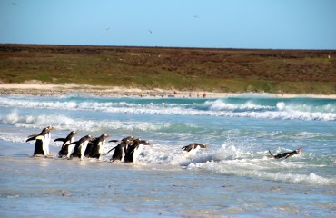 Antarktis_Kreuzfahrt_Bremen_Volunteer_Beach_Pinguine_Wasser_pushreset