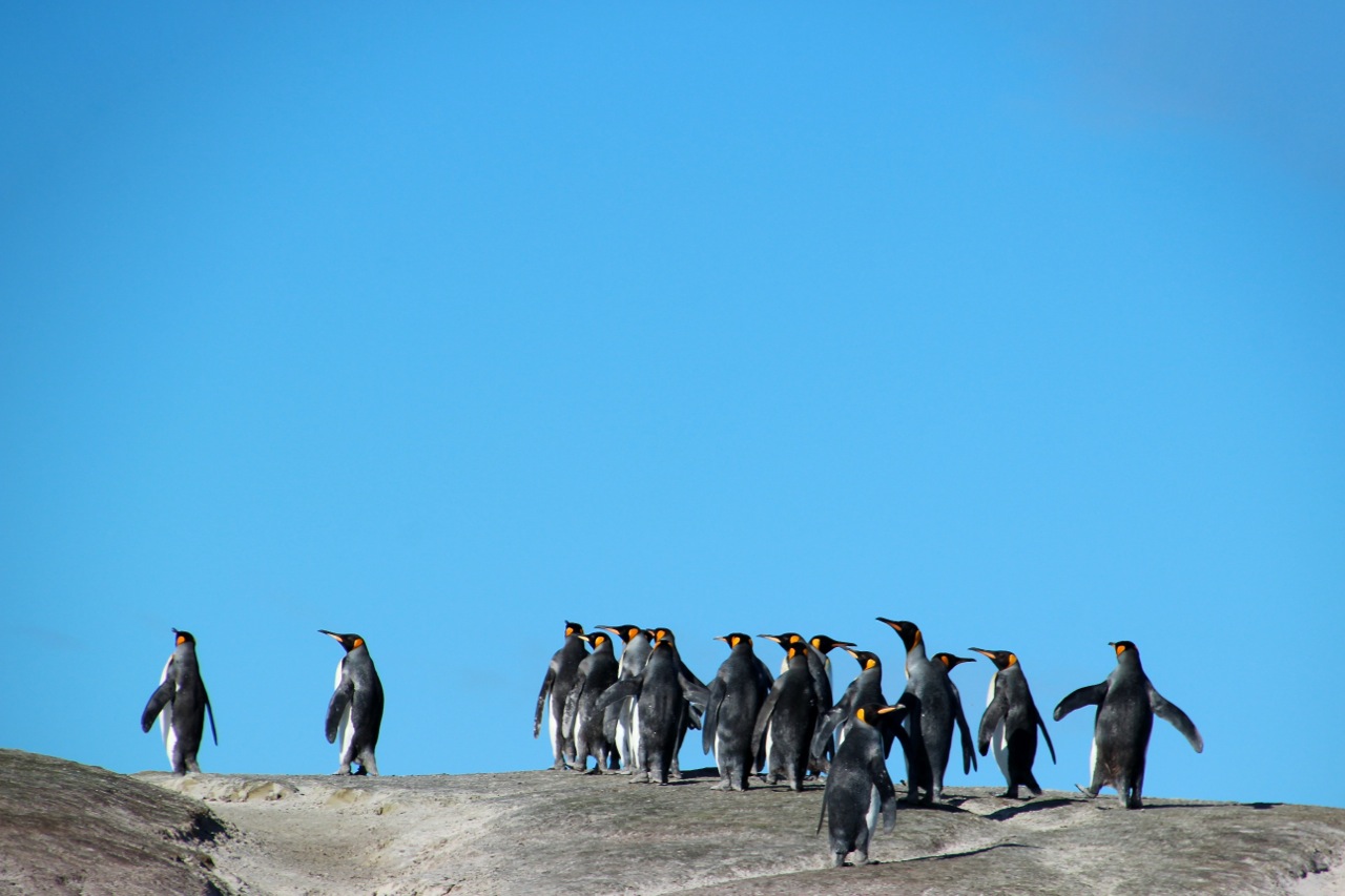 Antarktis_Kreuzfahrt_Bremen_Volunteer_Beach_Pinguine_pushreset