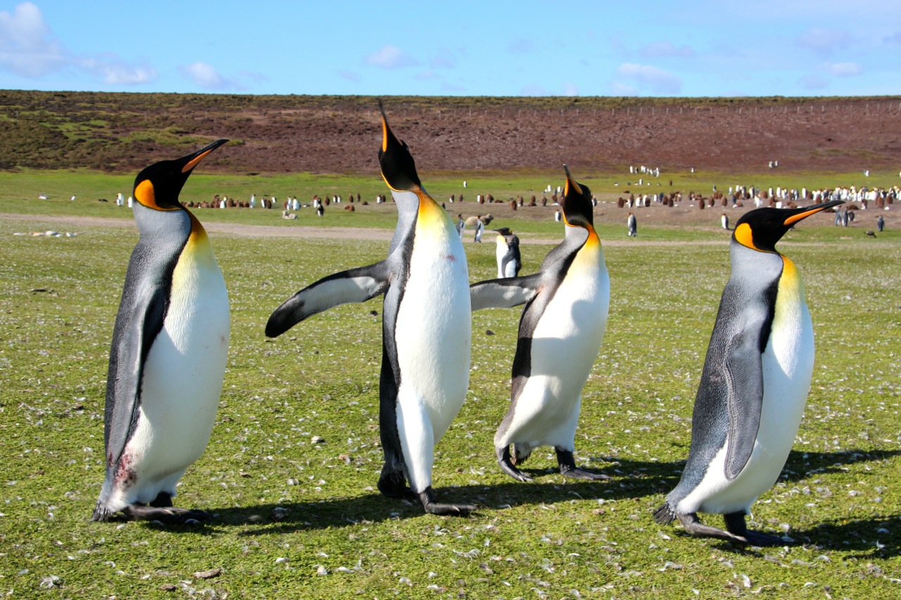 Antarktis_Kreuzfahrt_Bremen_Volunteer_Beach_halbstarke_Pinguine_pushreset