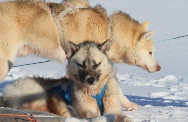 156 Huskies im Schnee (Kopie)