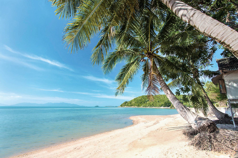 Palm trees overhanging Bangrak Beach, Koh Samui, Thailand, Southeast Asia, Asia