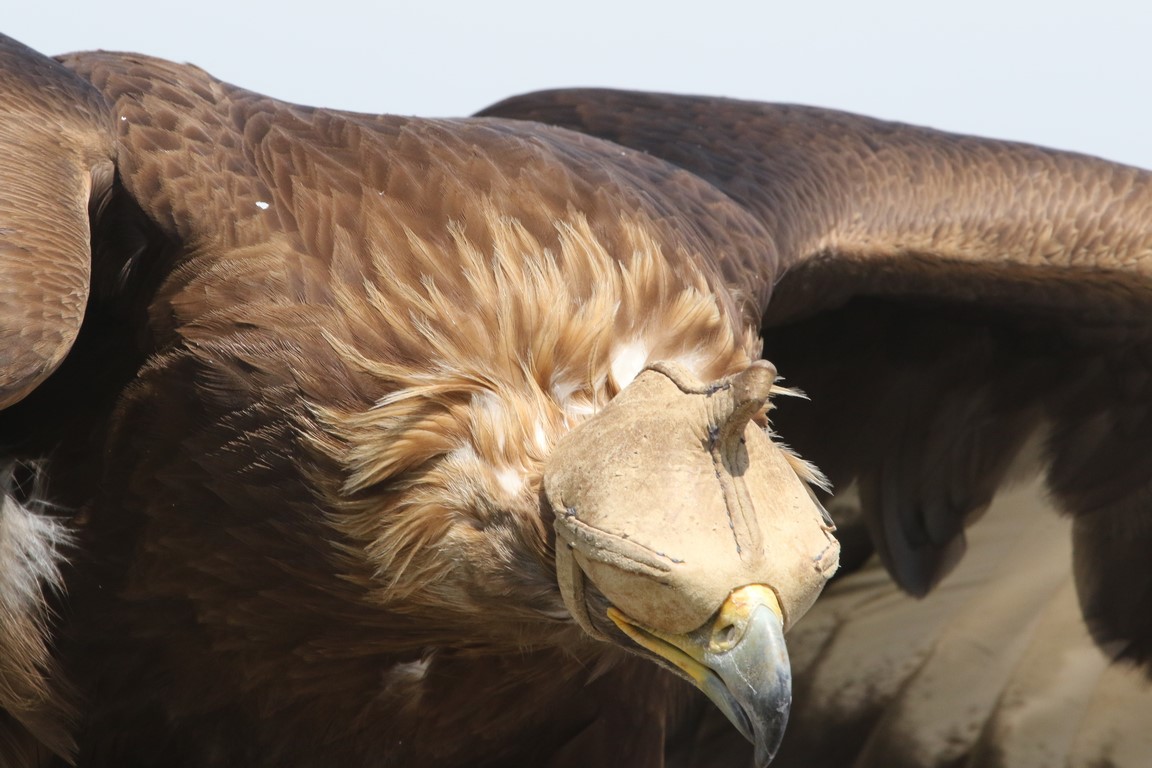 Golden Eagle