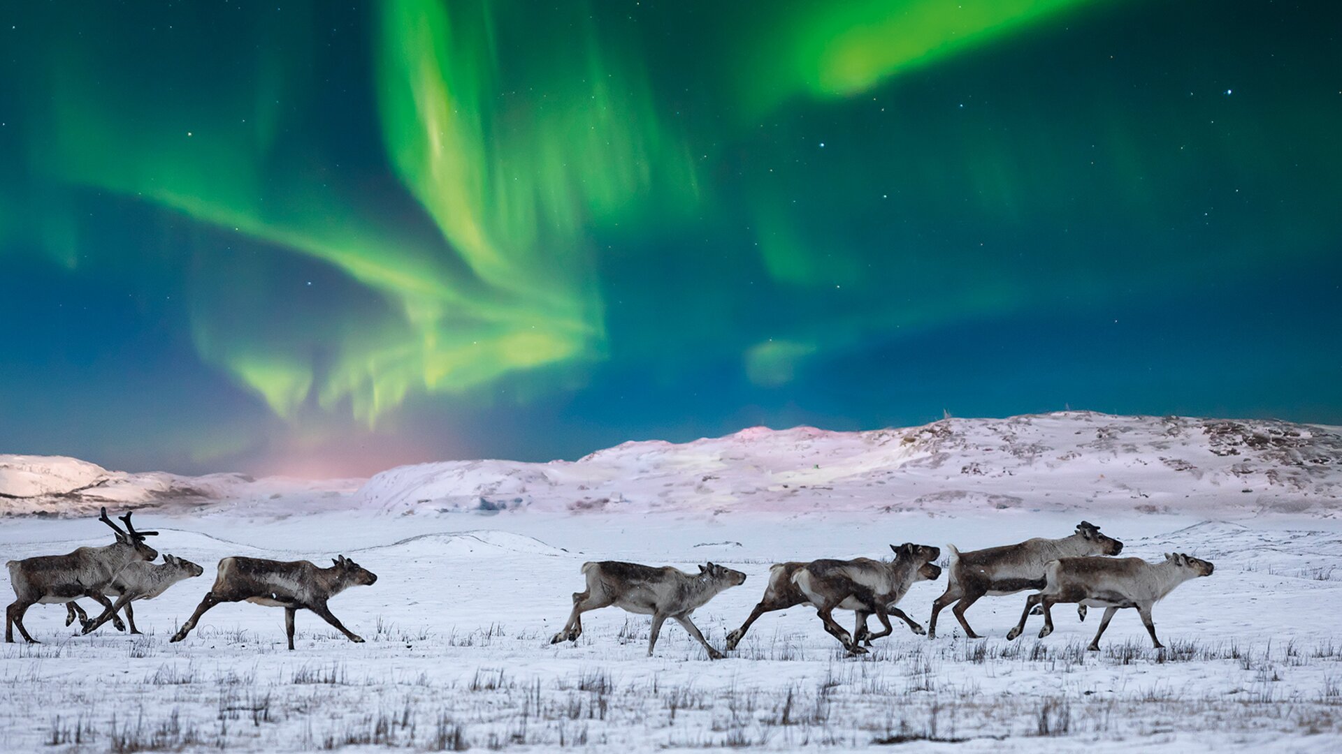 Polarlicht-Abenteuer Norwegen – Weiße Welt der funkelnden Abenteuer - picture